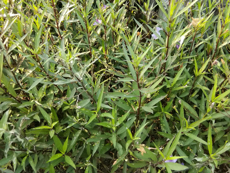 Тархун трава — полезные свойства и противопоказания
