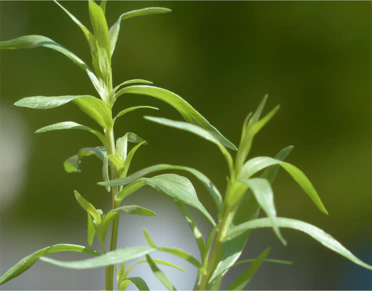 Тархун трава — полезные свойства и противопоказания