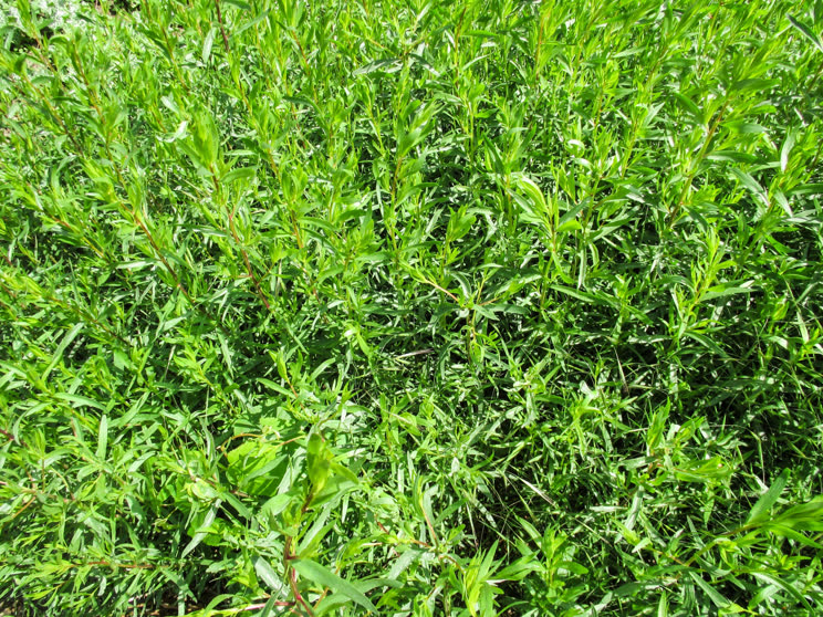 Тархун трава — Противопоказания